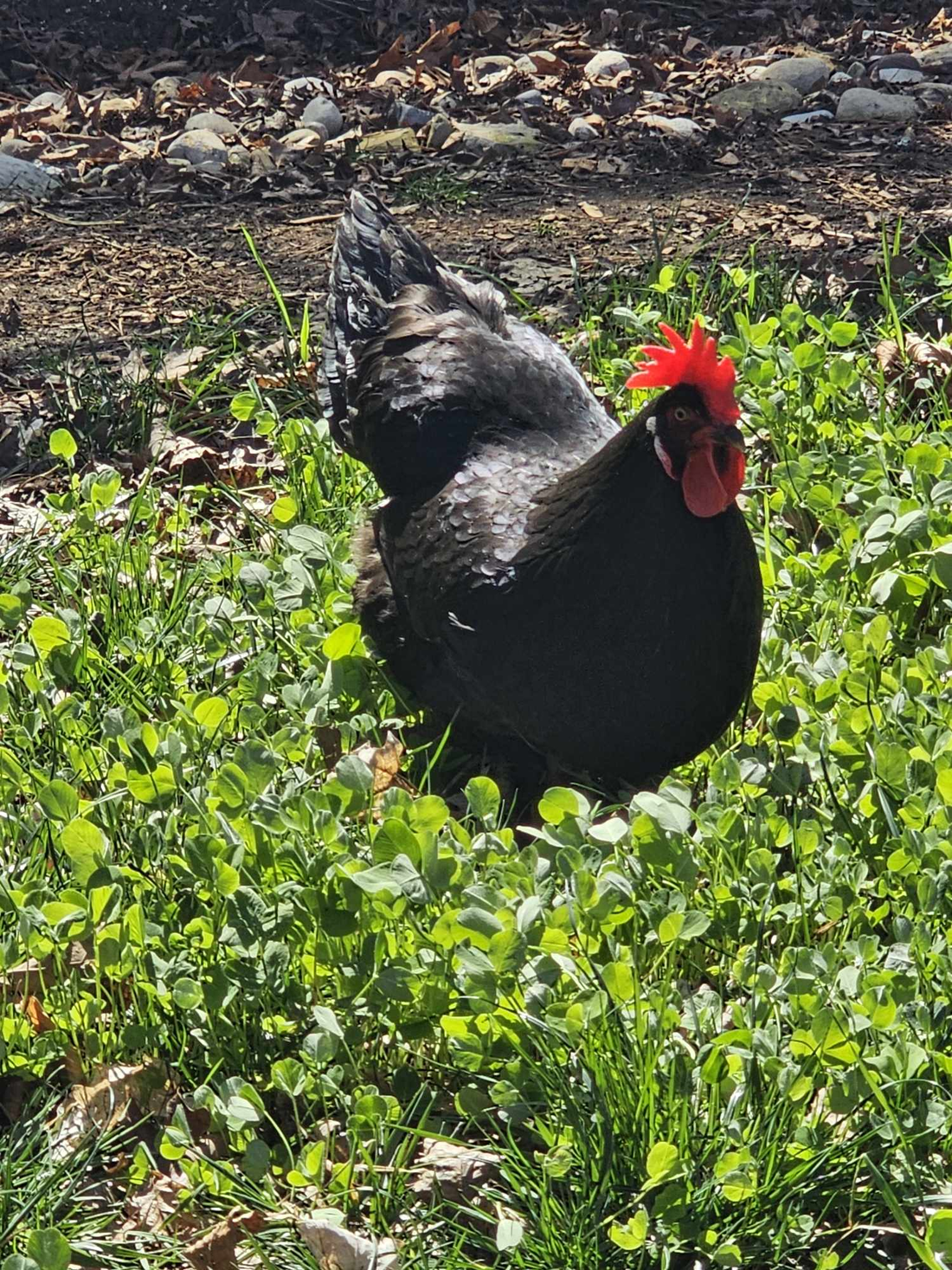 alt text for Doff the chicken