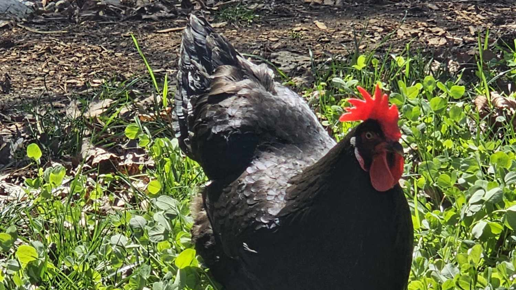 alt text for Doff the chicken