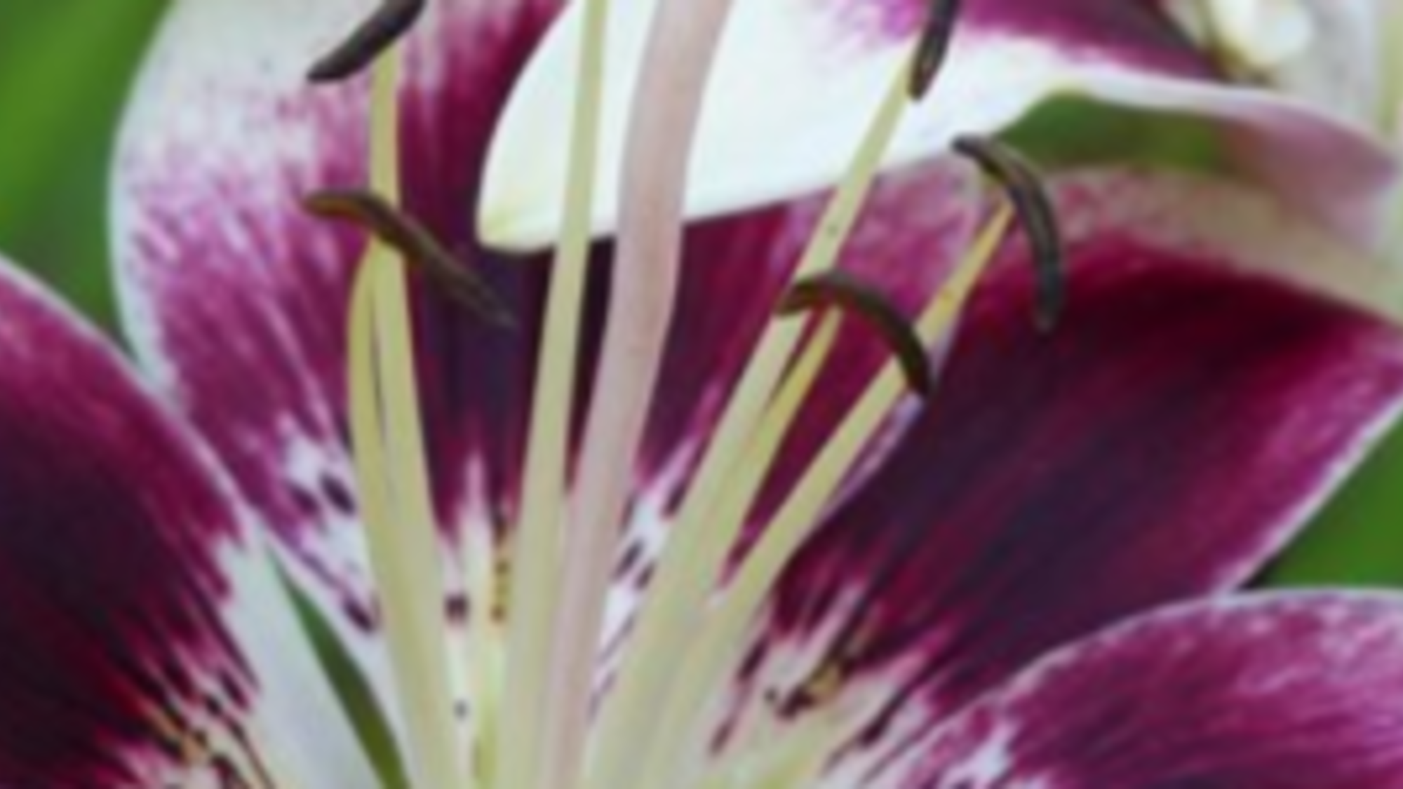 Closeup photo of a lily