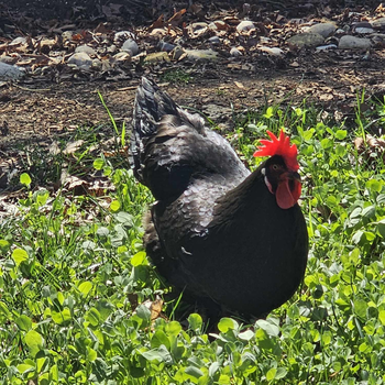 alt text for Doff the chicken